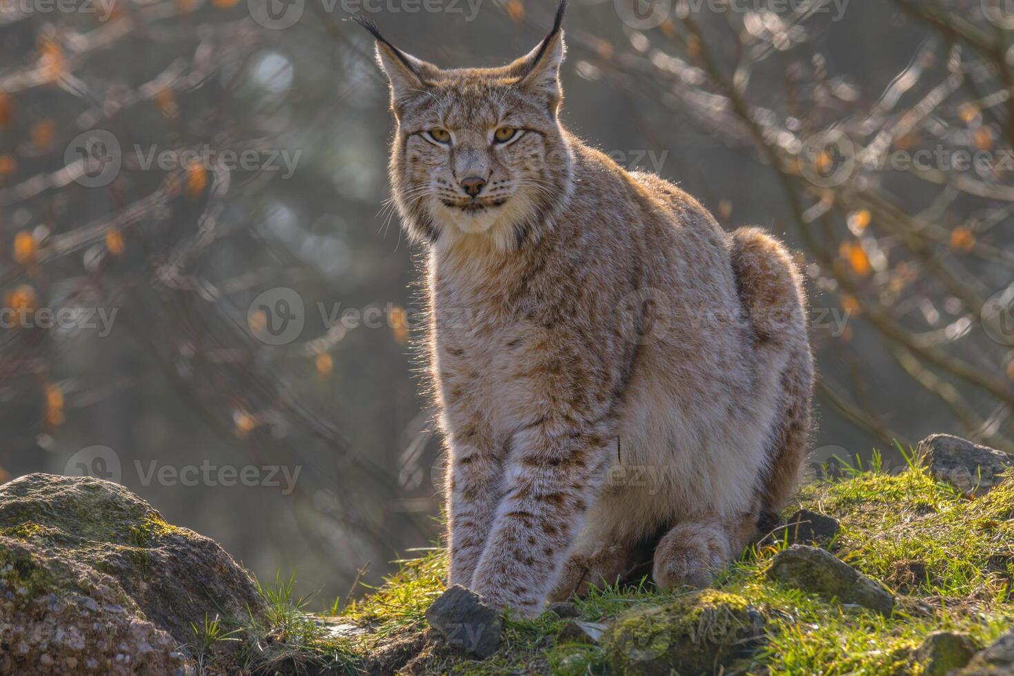 cute young lynx in the colorful wilderness forest photo