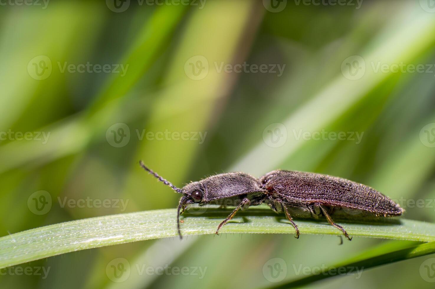 little beetle in the green nature season garden photo