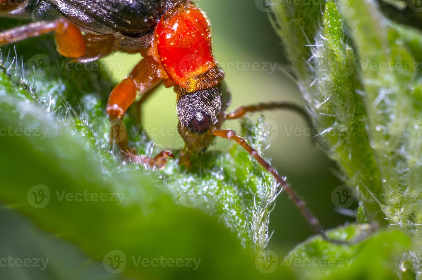 red black soldier soft beetle in green season nature meadow photo