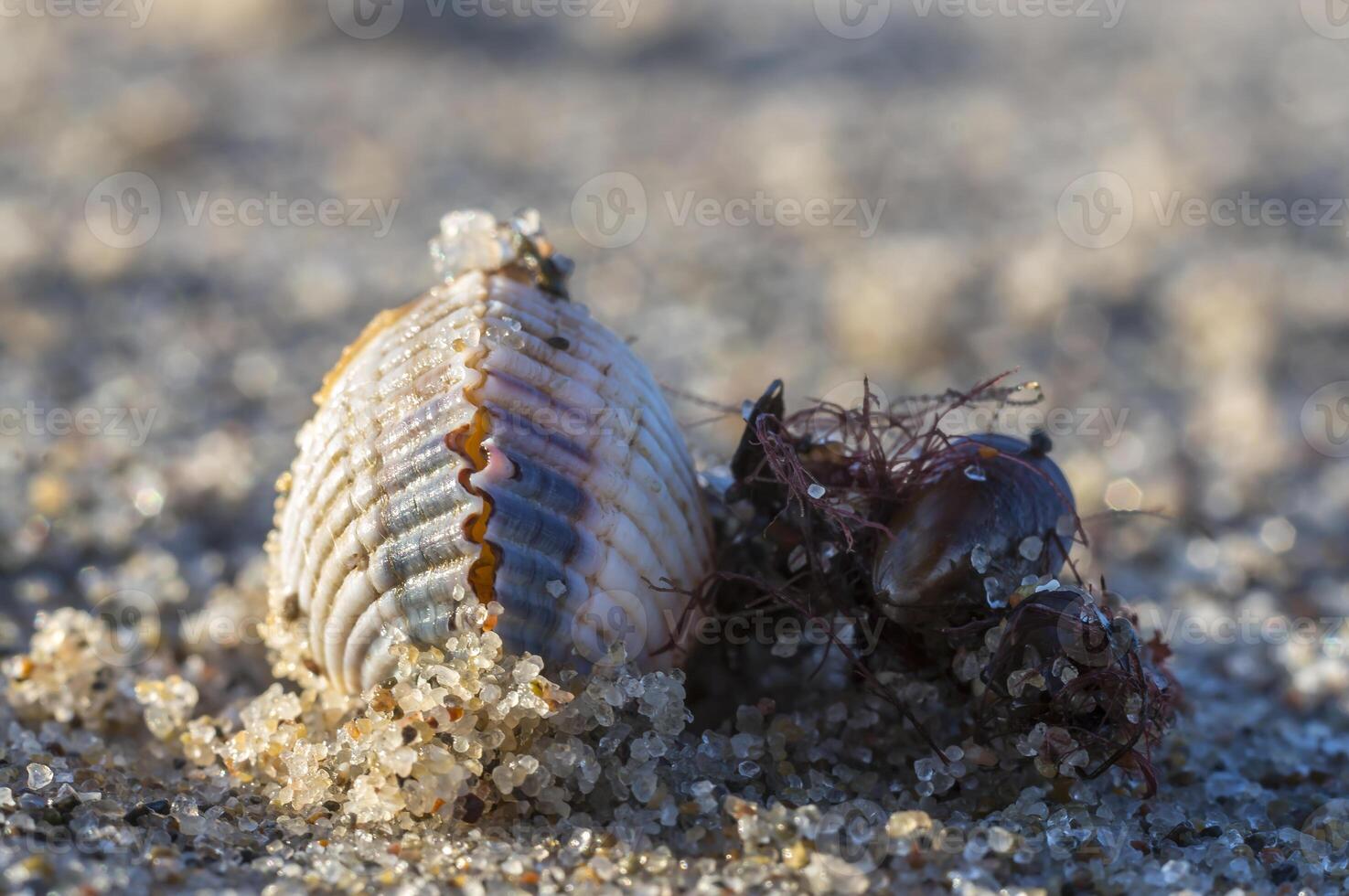 shells on a stage at the baltic beach photo