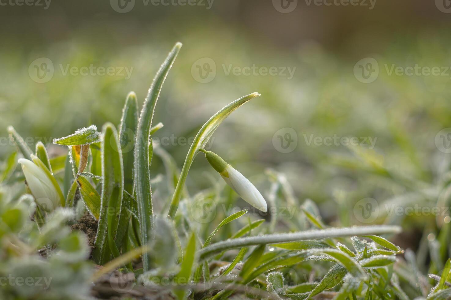 snow drop flower in my season garden photo