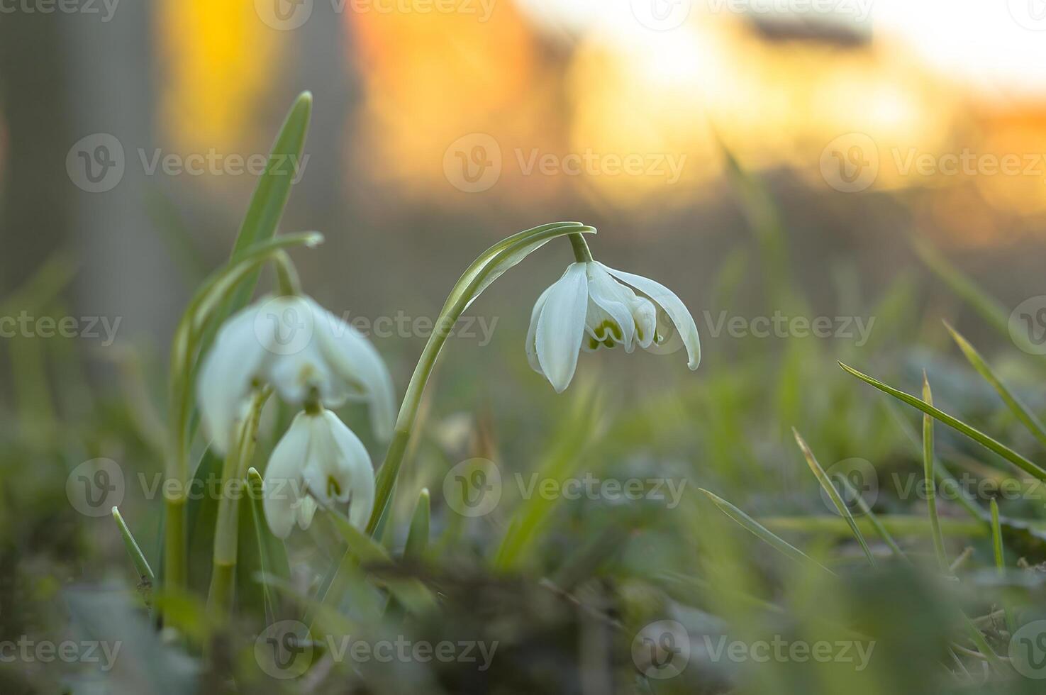 snow drop flower in my season garden photo