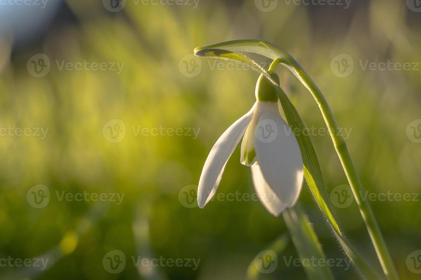 snow drop flower in my season garden photo