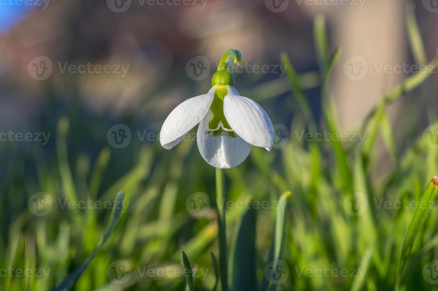 snow drop flower in my season garden photo
