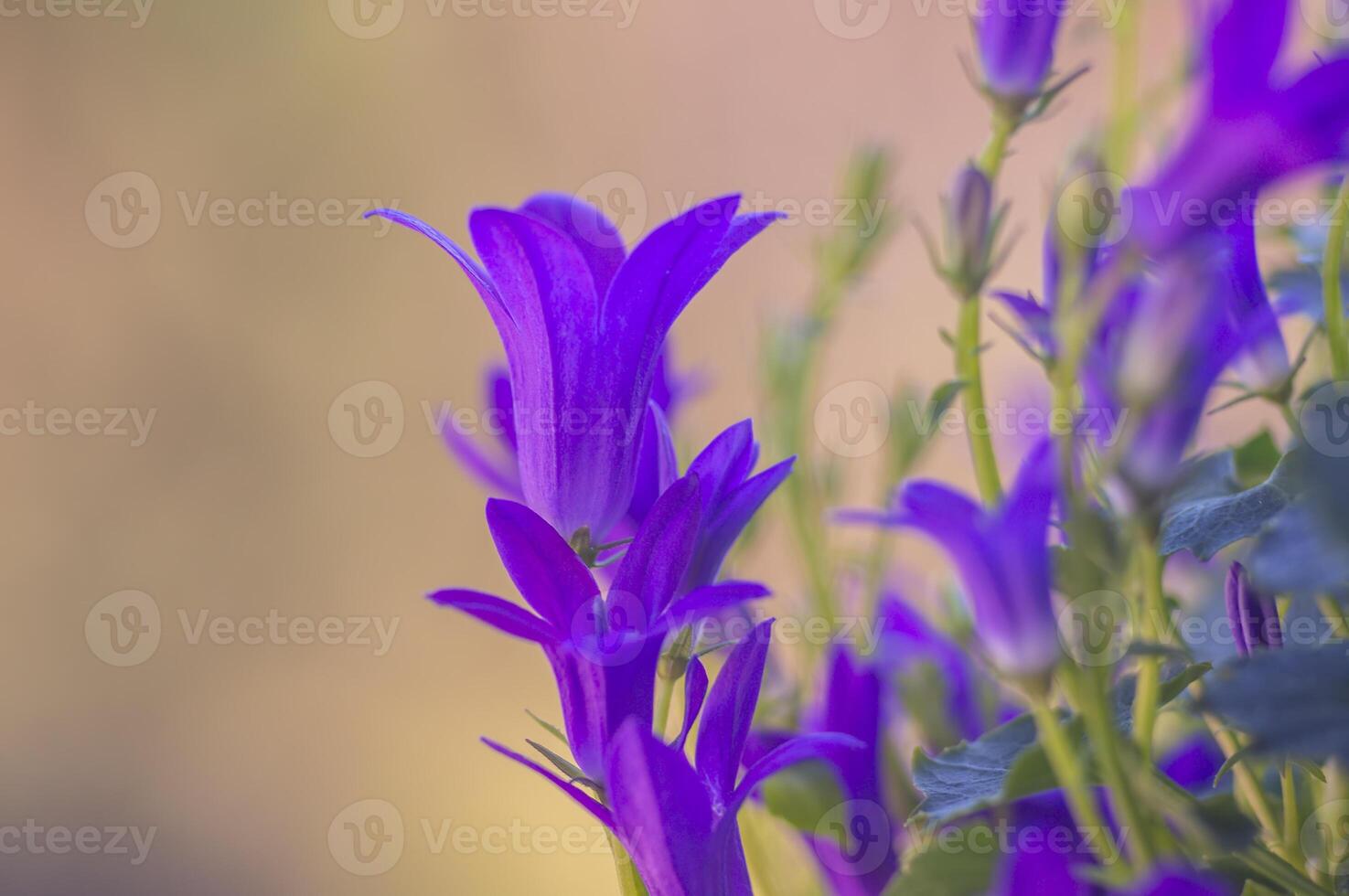 purple violet easter flower spring blossom in my garden photo