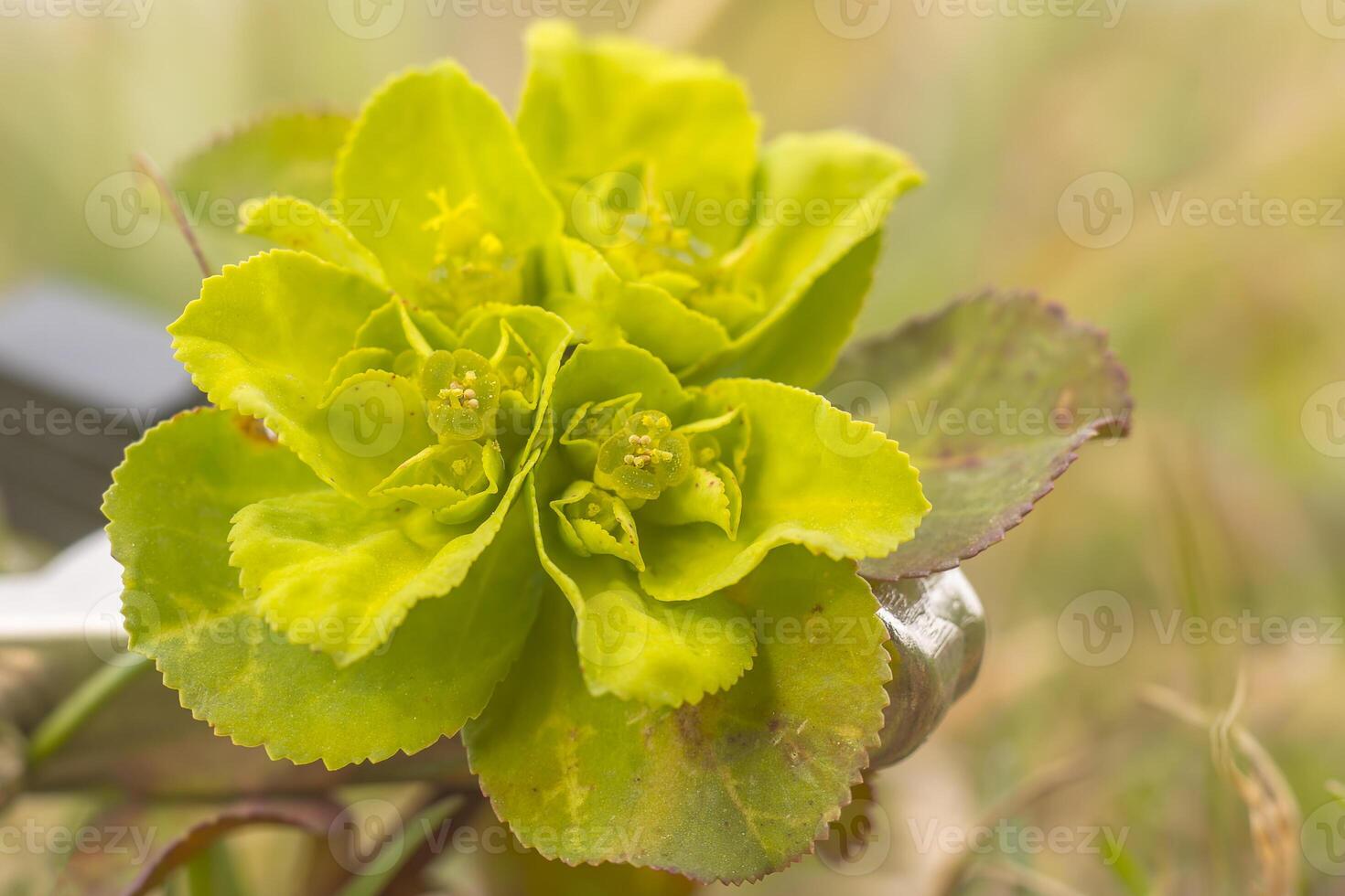 green spring flower blossom in easter garden photo