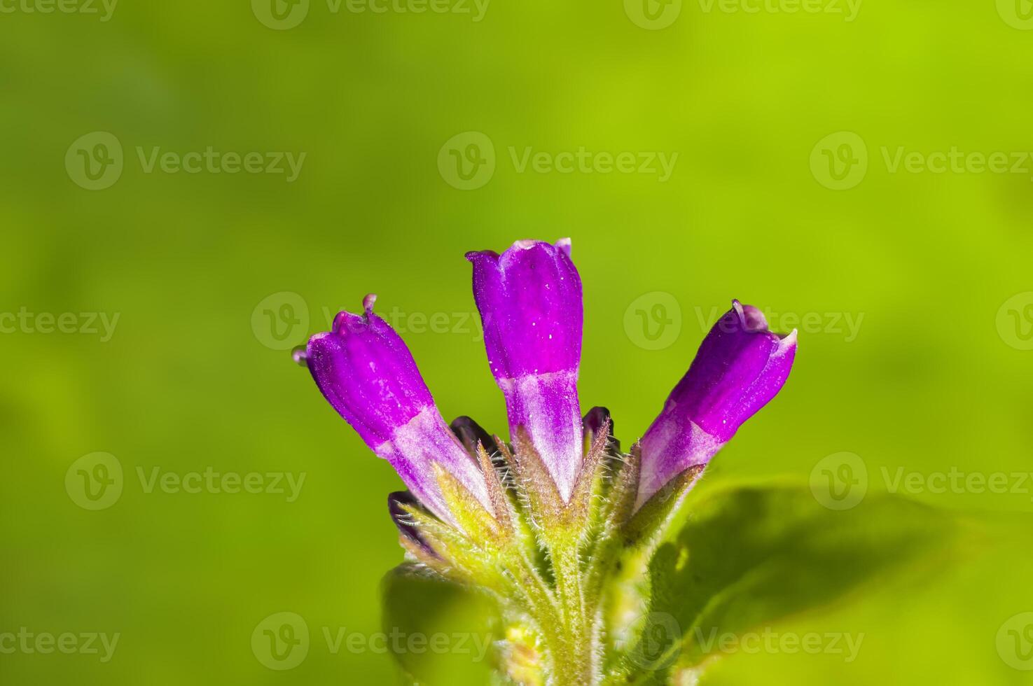 a soft bloom with pink color in the season garden photo