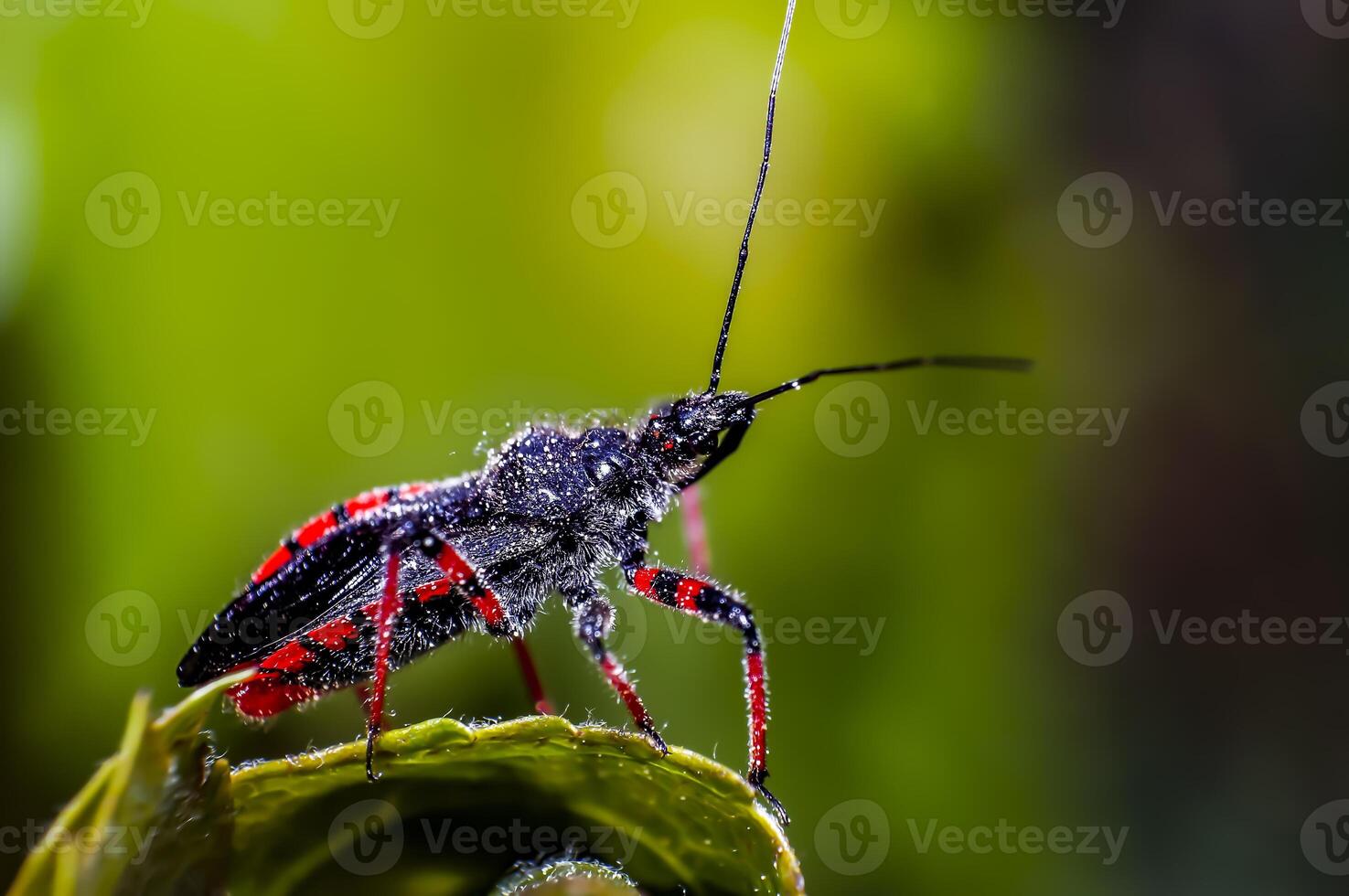 little insect on green plant in the beautiful nature photo