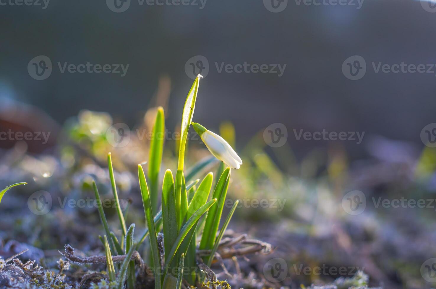 snow drop flower in my season garden photo