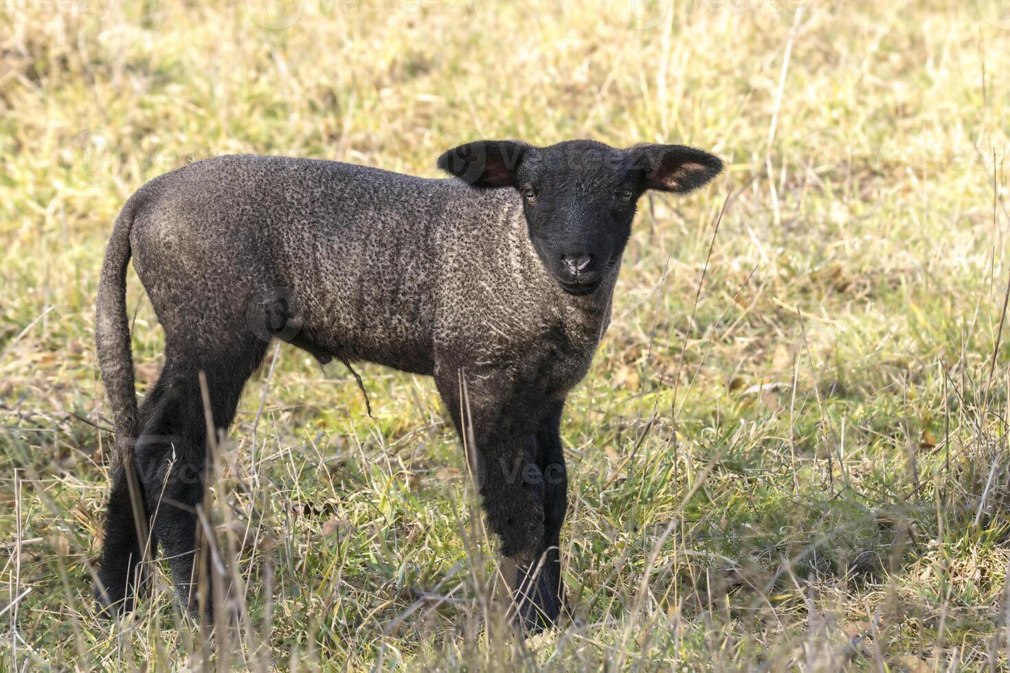 young new born black lamb explores the world photo