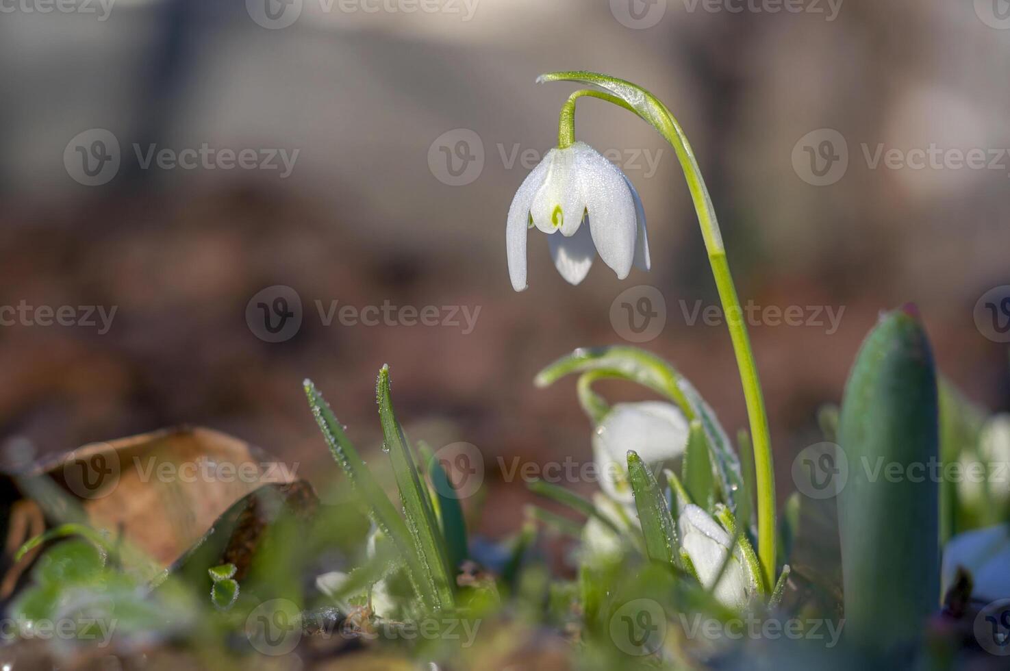 snow drop flower in my season garden photo