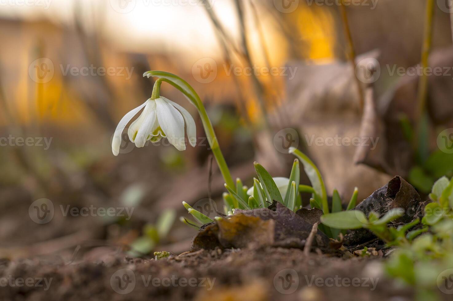 snow drop flower in my season garden photo