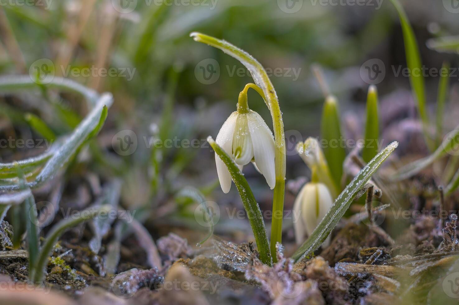 snow drop flower in my season garden photo
