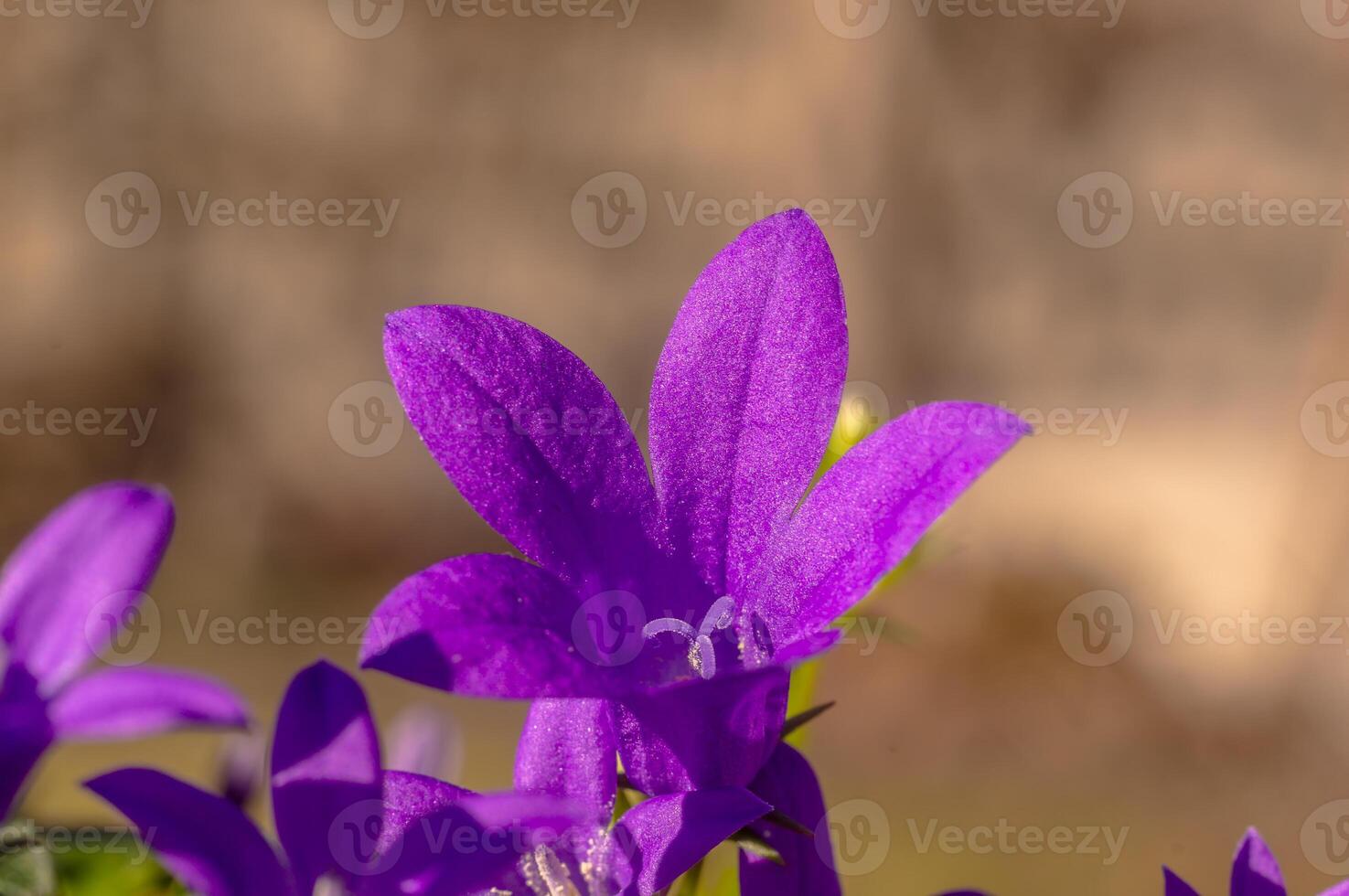purple violet easter flower spring blossom in my garden photo