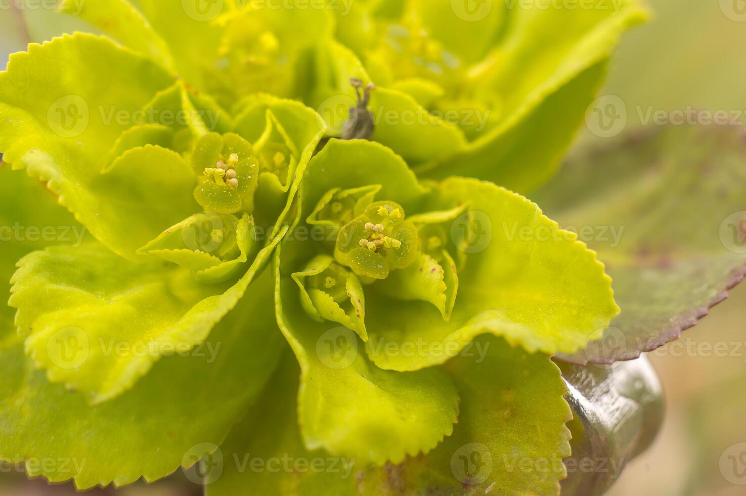 green spring flower blossom in easter garden photo