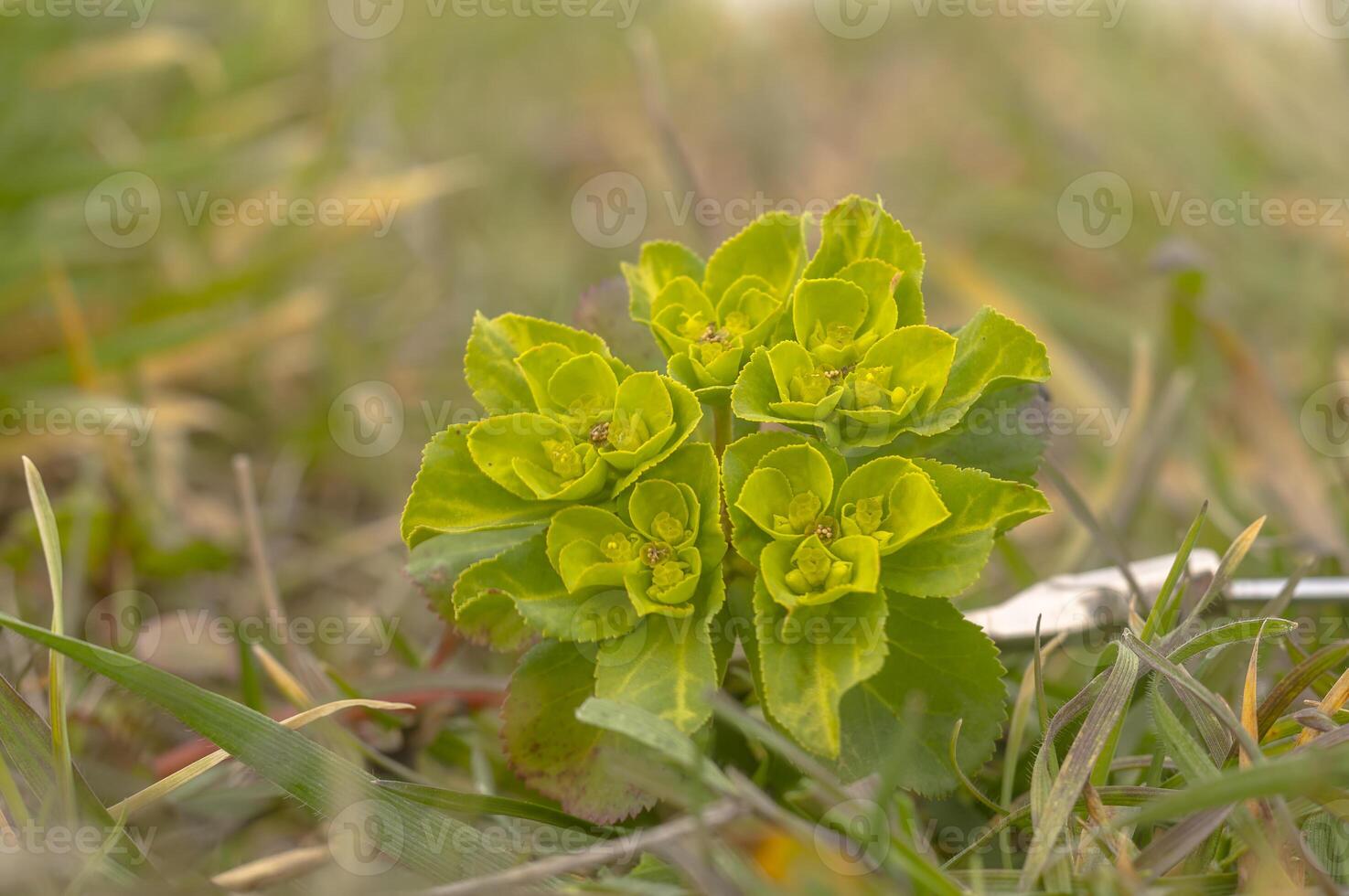 green spring flower blossom in easter garden photo