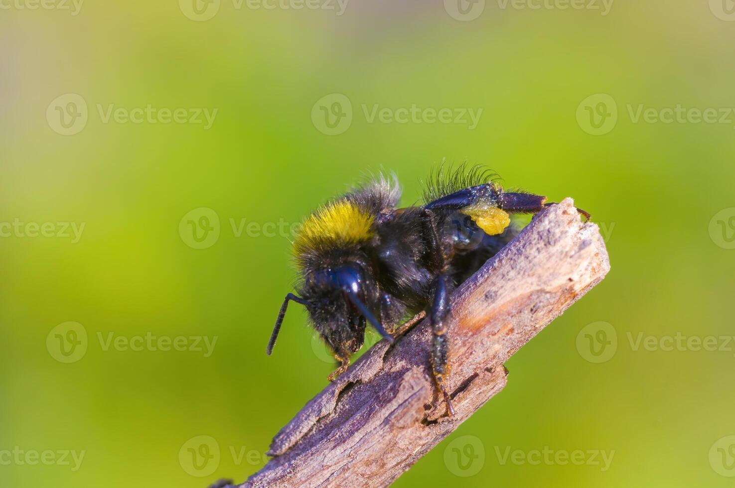 a Little bee insect on a plant in the meadow photo