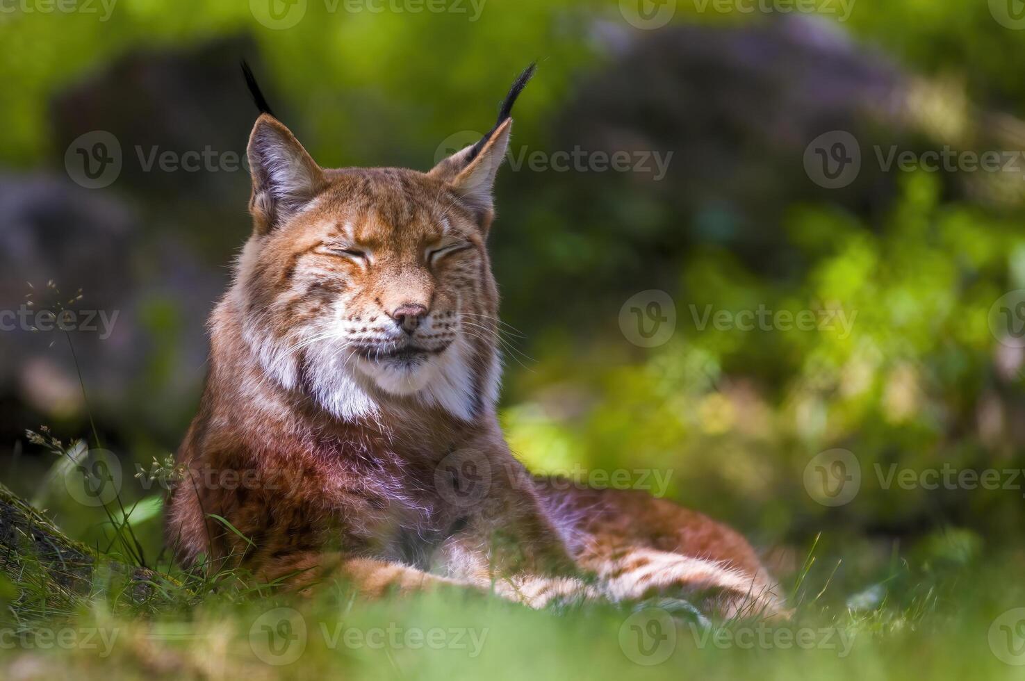 a wild lynx is hiding in the forest photo