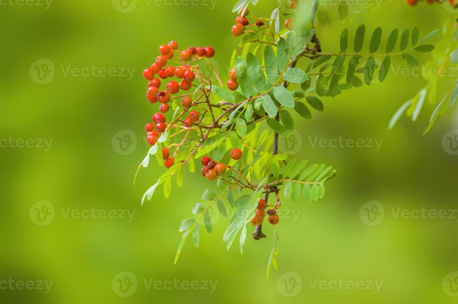 branch of a mountain ash with rowan berries photo