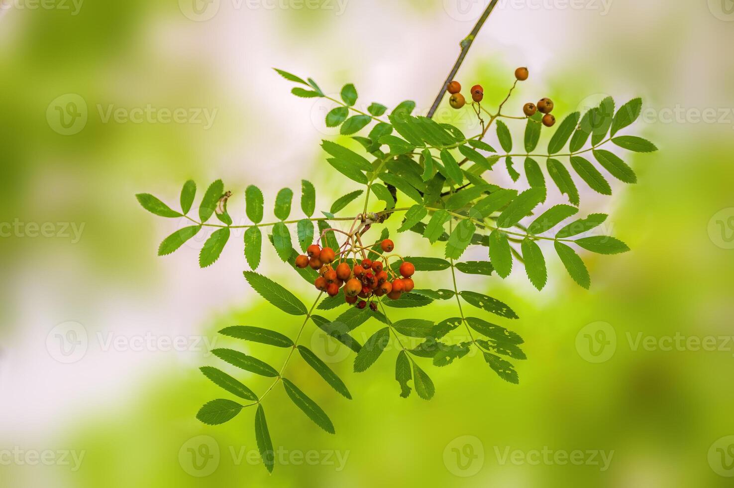 branch of a mountain ash with rowan berries photo