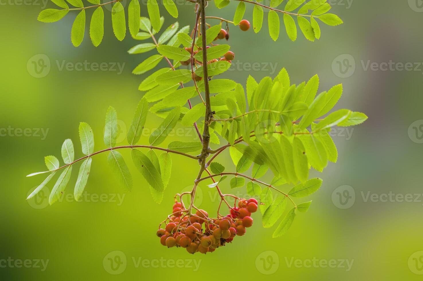branch of a mountain ash with rowan berries photo