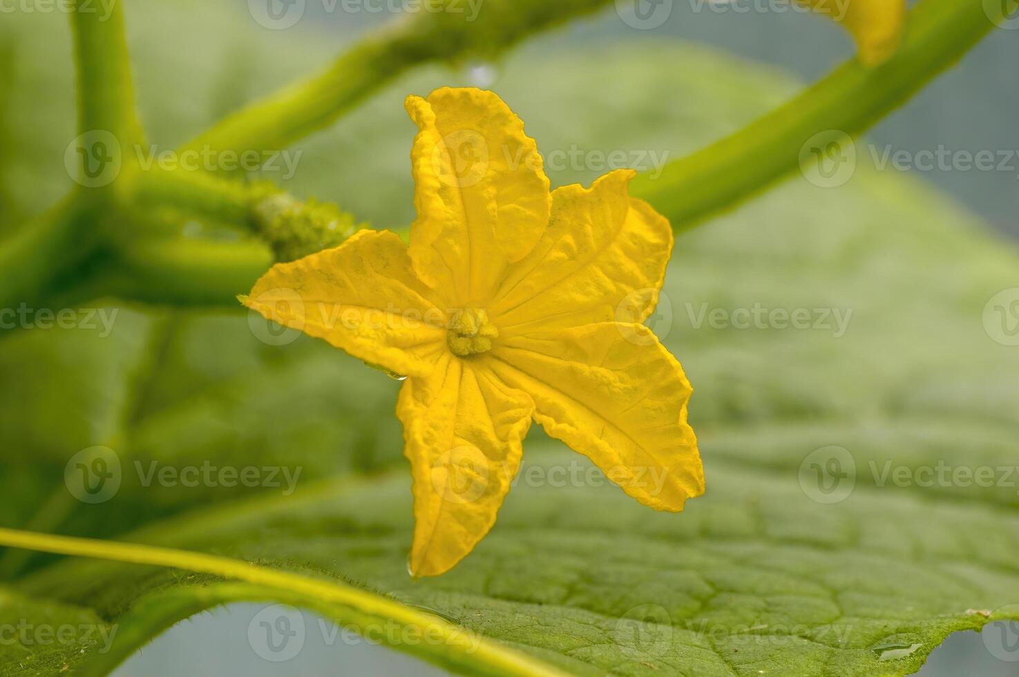 a fresh green cucumber on a plant in the seasonal garden photo