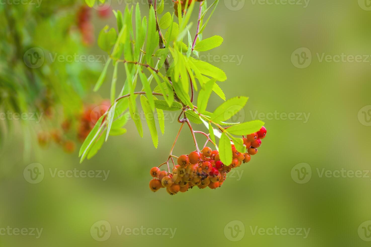 branch of a mountain ash with rowan berries photo