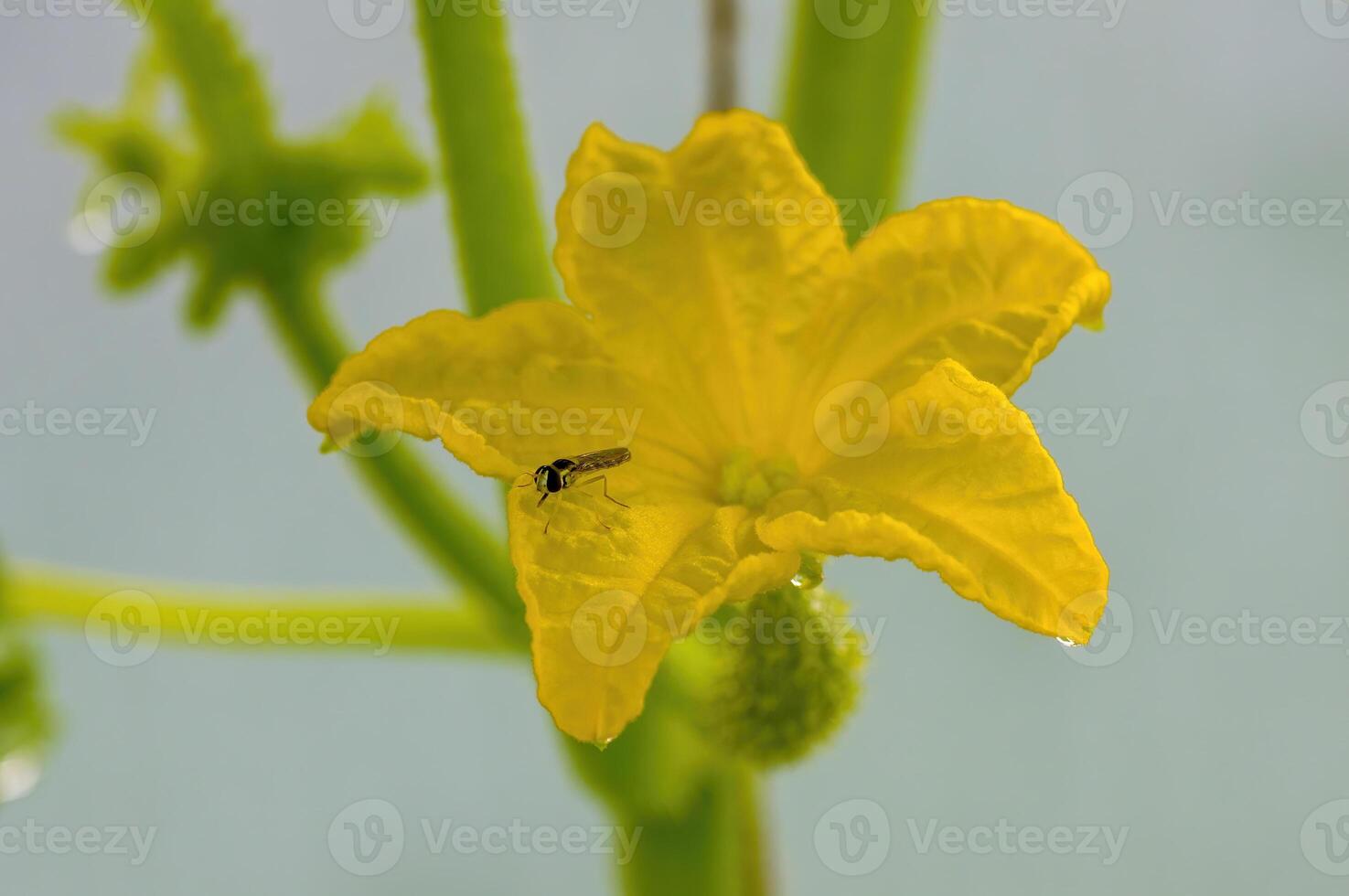 a fresh green cucumber on a plant in the seasonal garden photo