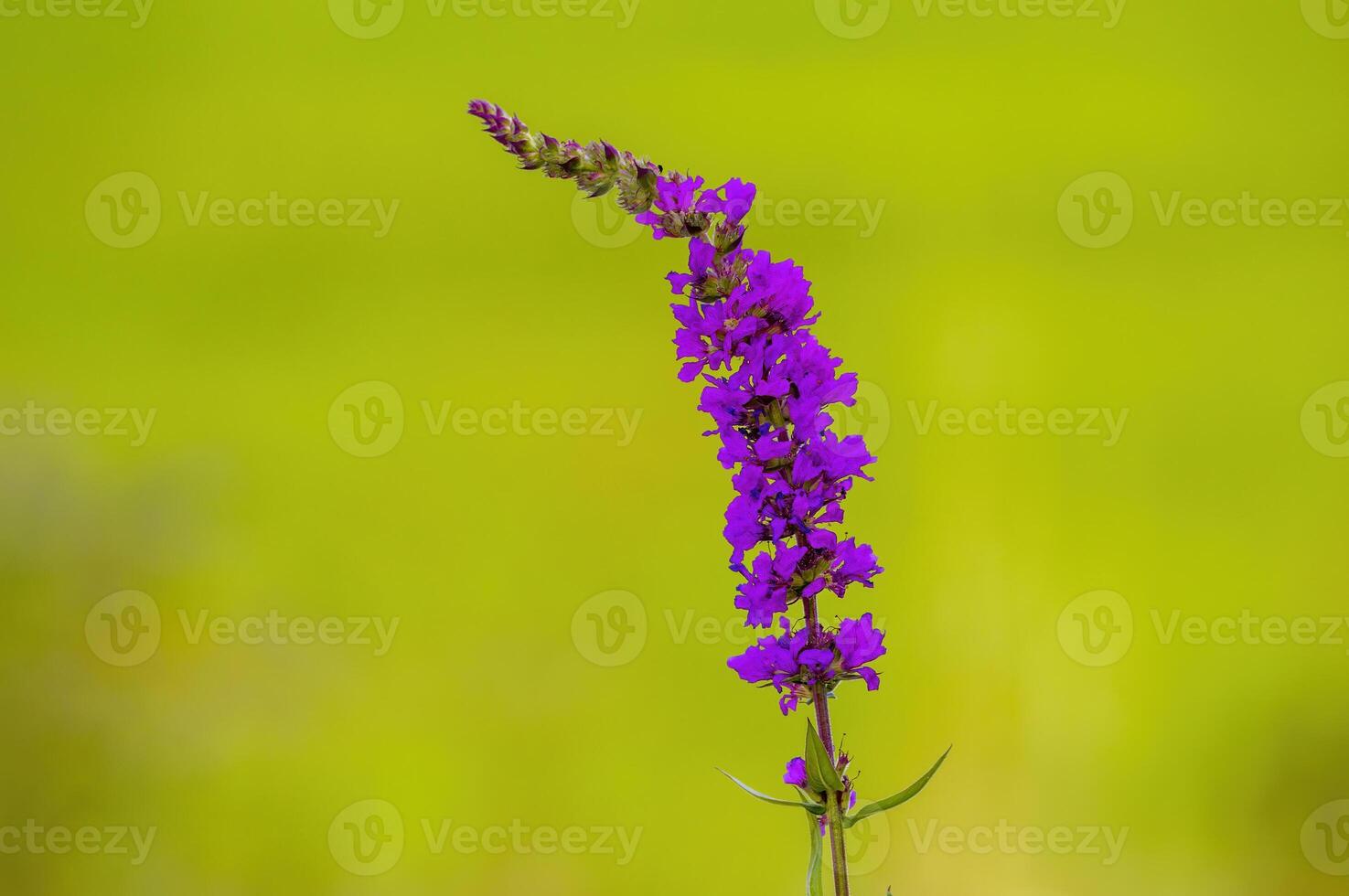 a soft bloom with purple color in the season garden photo