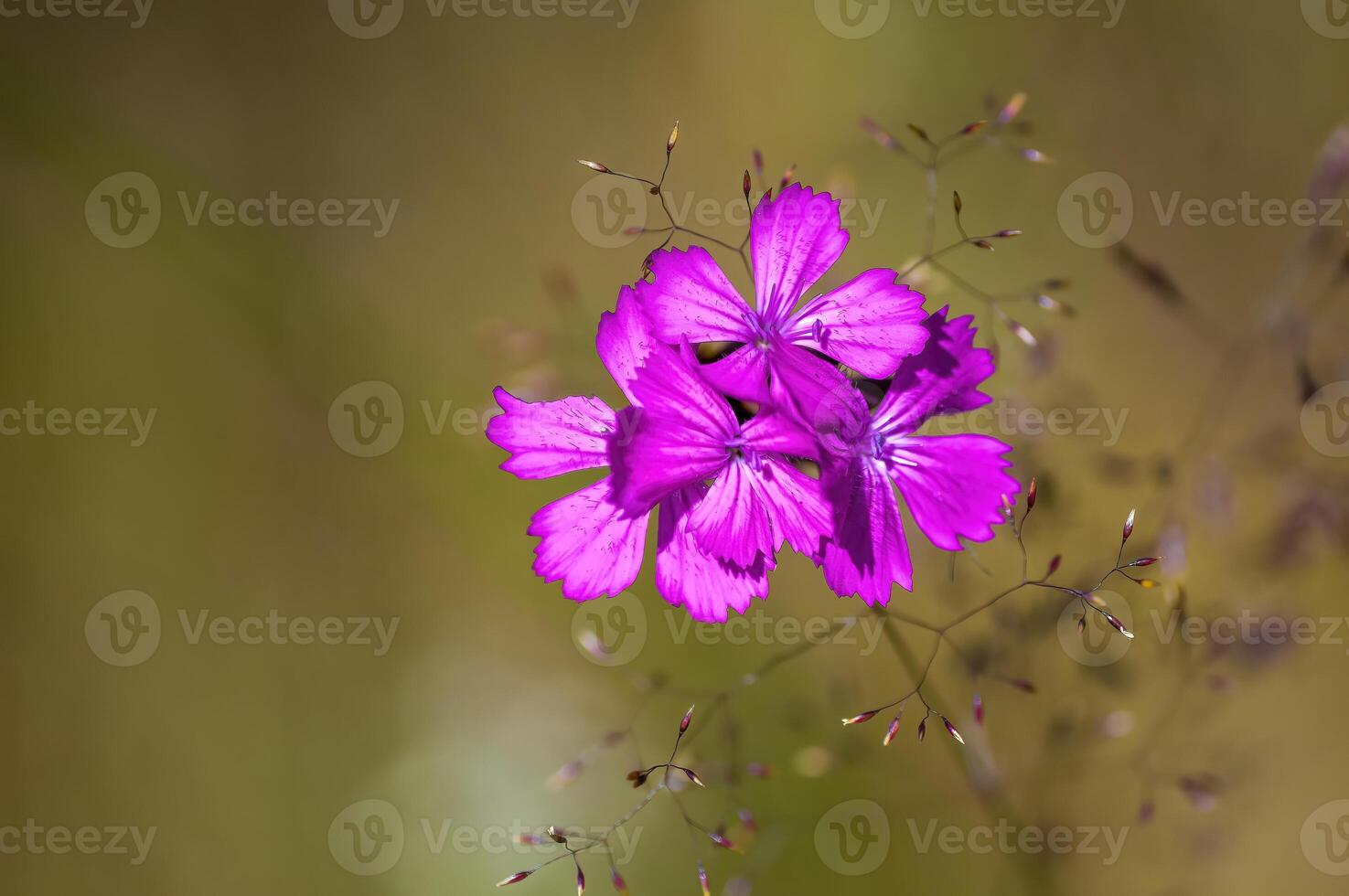 a soft bloom with pink color in the season garden photo