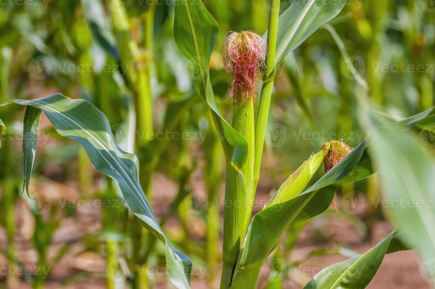 a Yellow blooming sunflower on a field photo