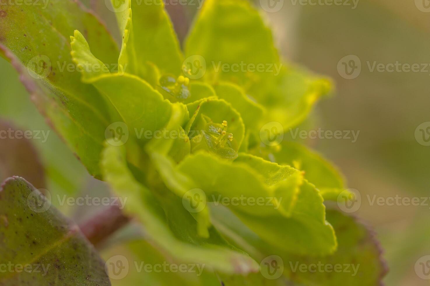 green spring flower blossom in easter garden photo