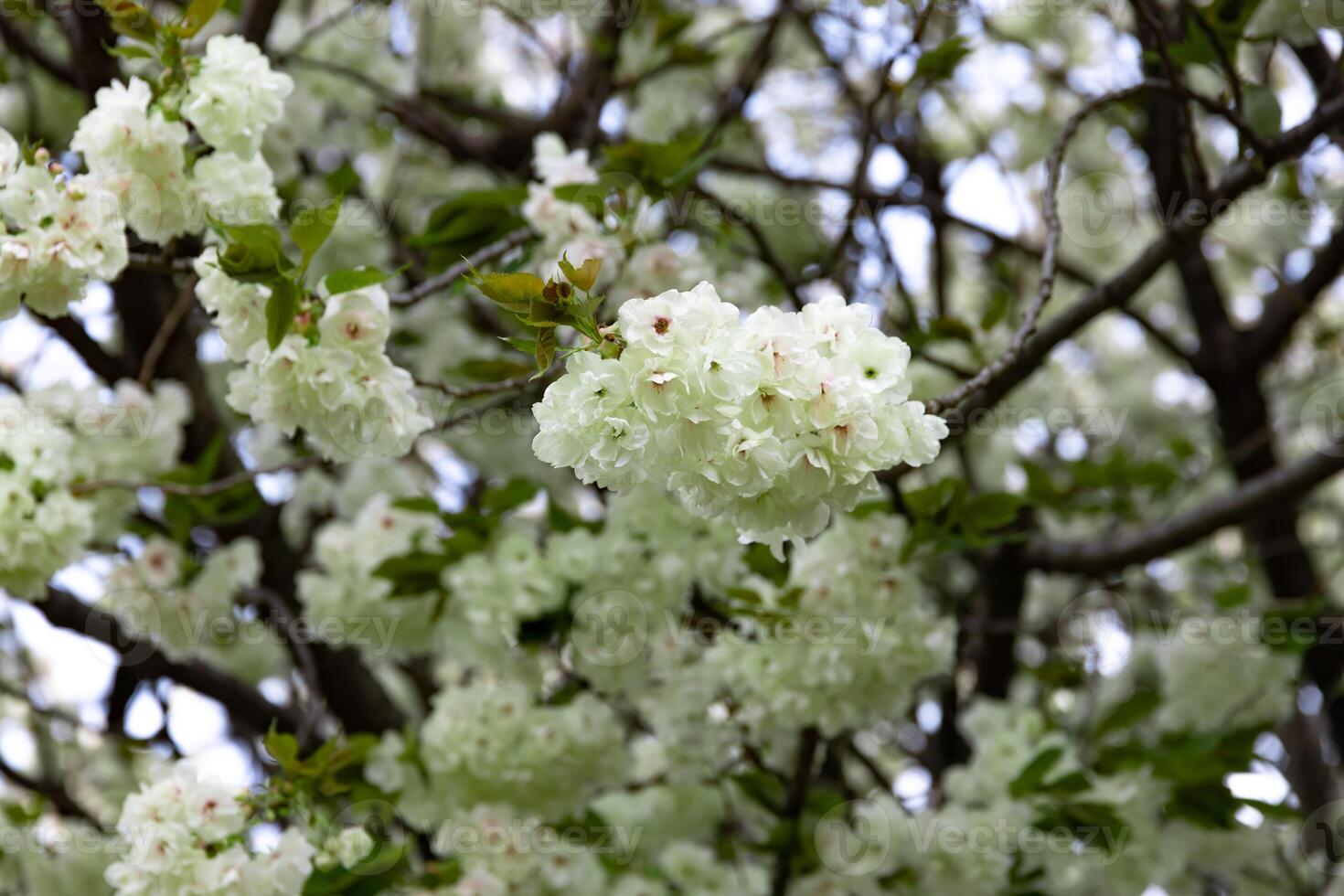 Ukon Cherry flowers swaying in the wind cloudy day closeup photo