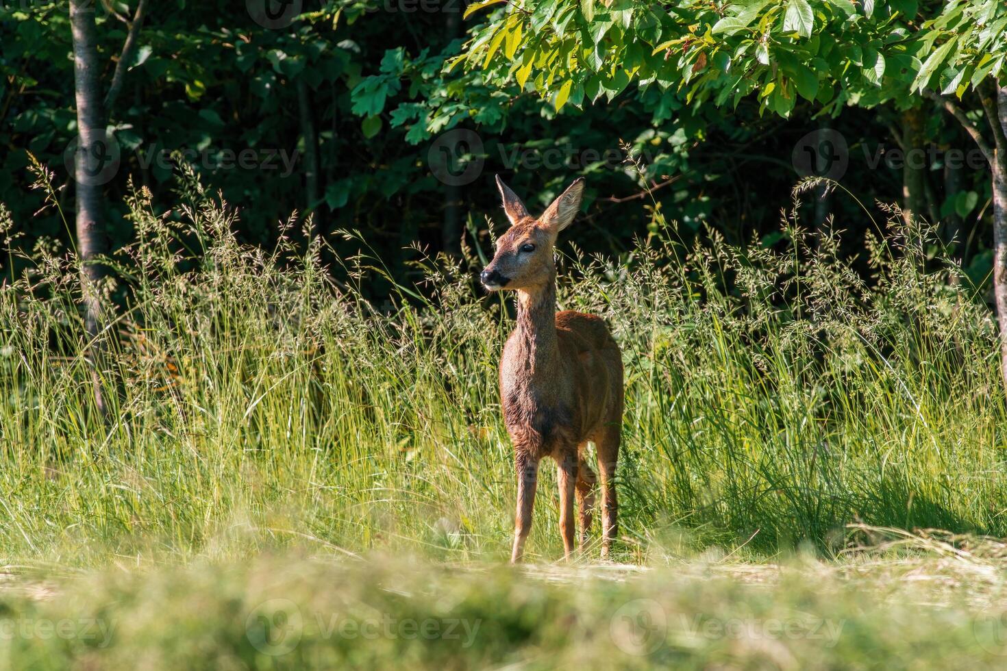 one beautiful roe deer doe stands on a meadow in summer photo