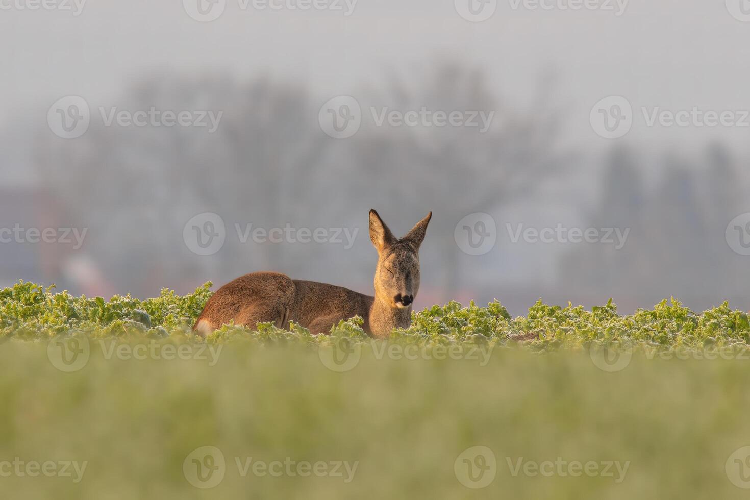 one Adult roe deer doe sits on a frozen field in winter photo