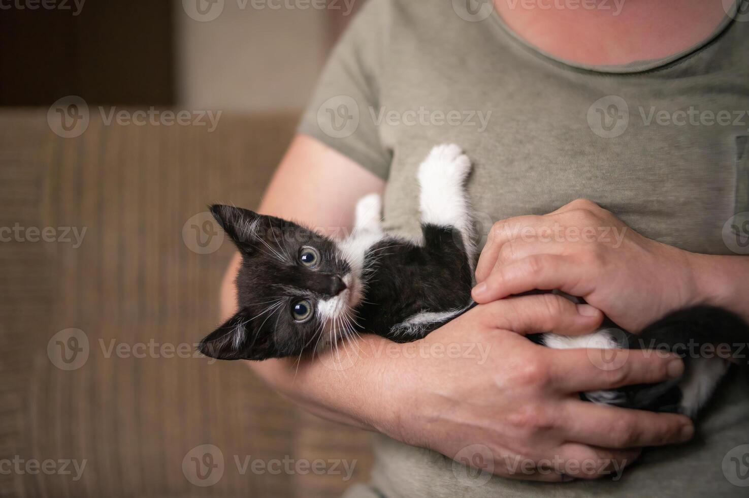 young cute kitten cuddles with his human photo