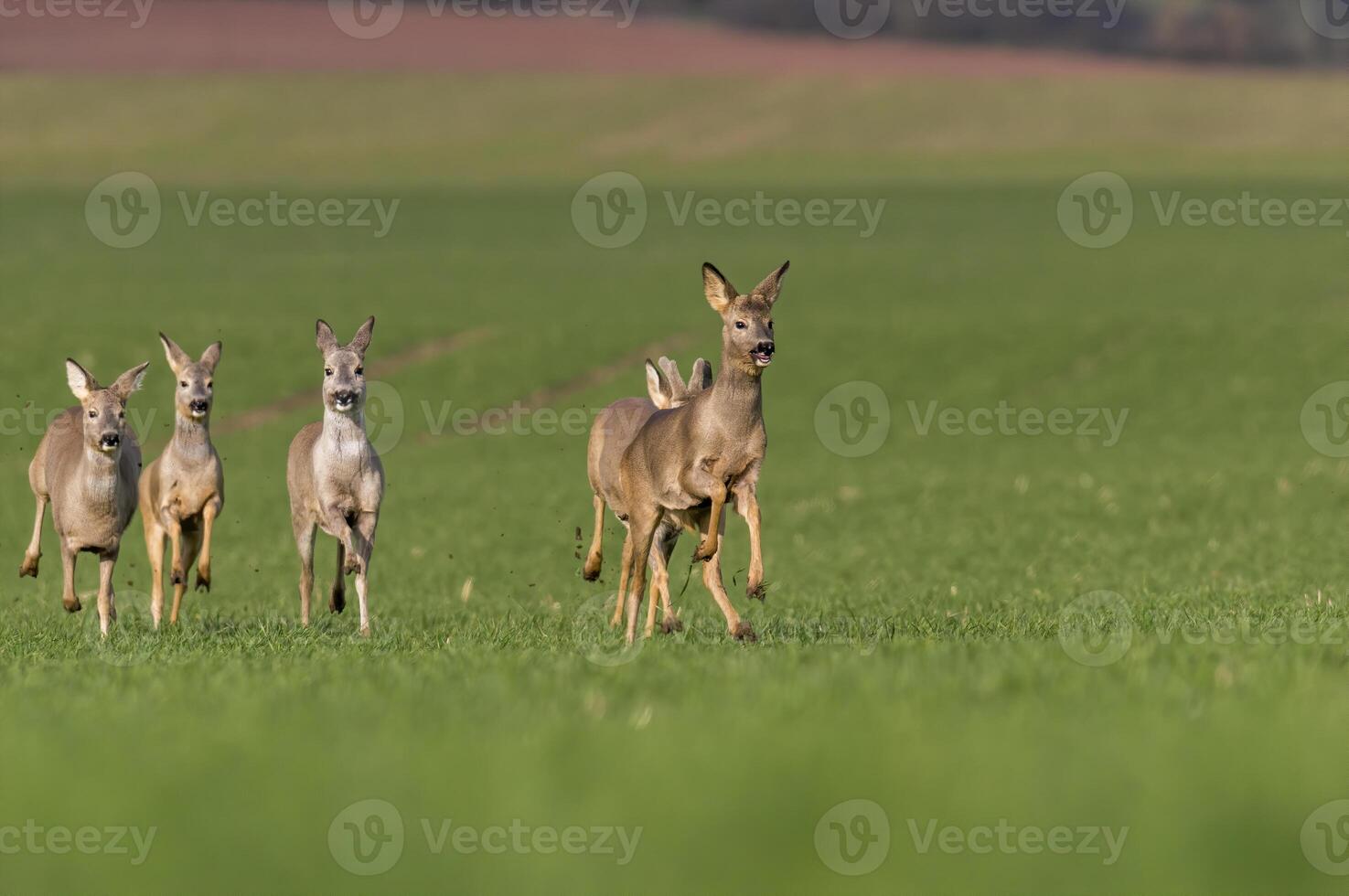 a group of deer in a field in spring photo