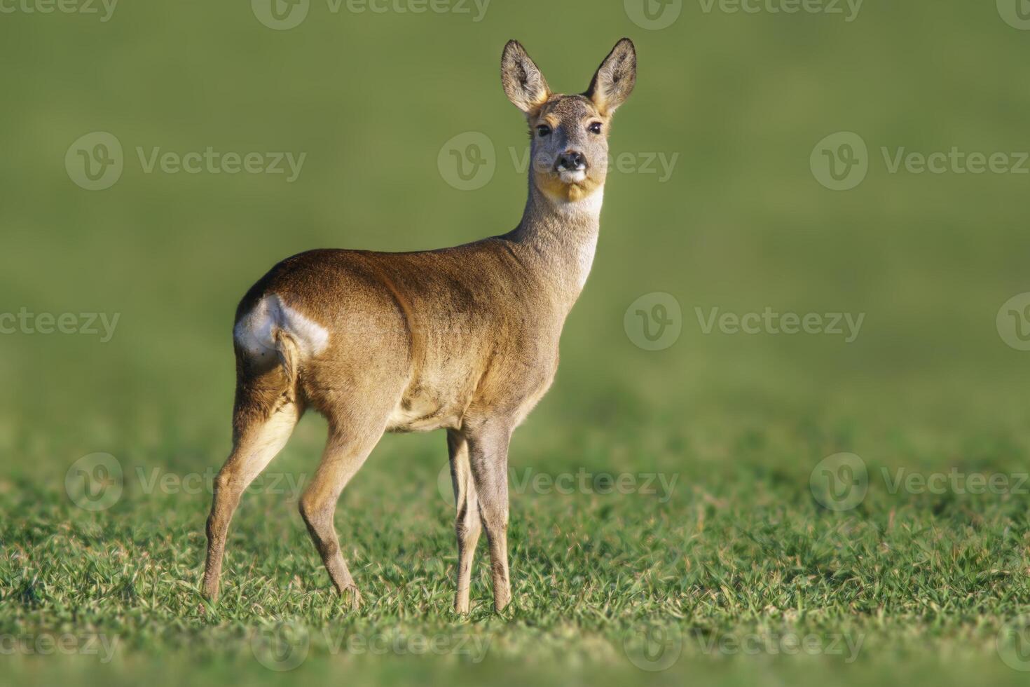 one beautiful doe doe standing on a green field in spring photo