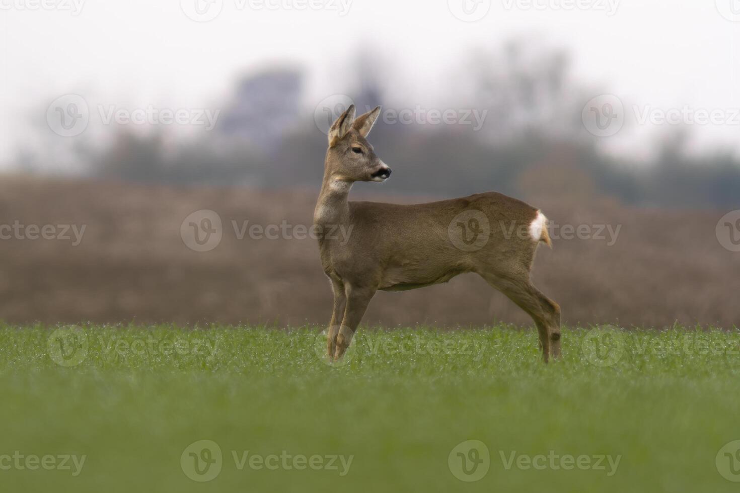 one beautiful doe doe standing on a green field in spring photo
