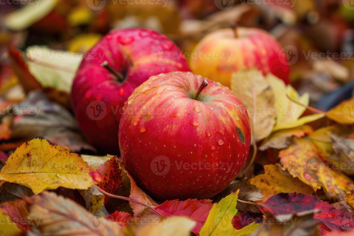 Ripe red apples lying on autumn leaves. photo