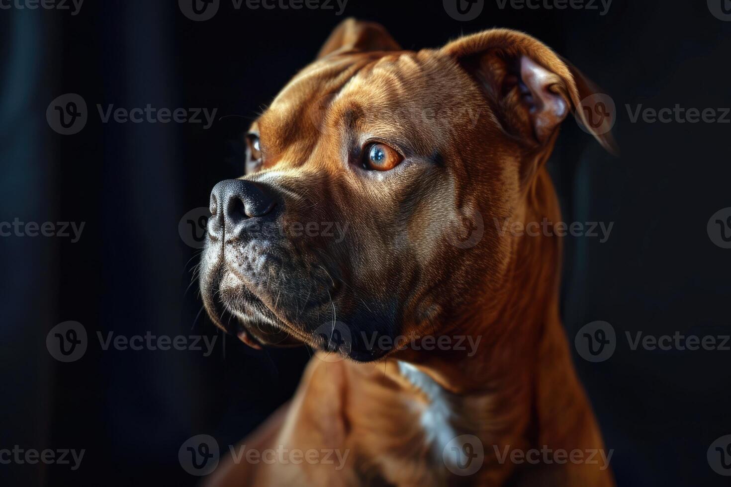 Portrait of a pit bull dog. photo