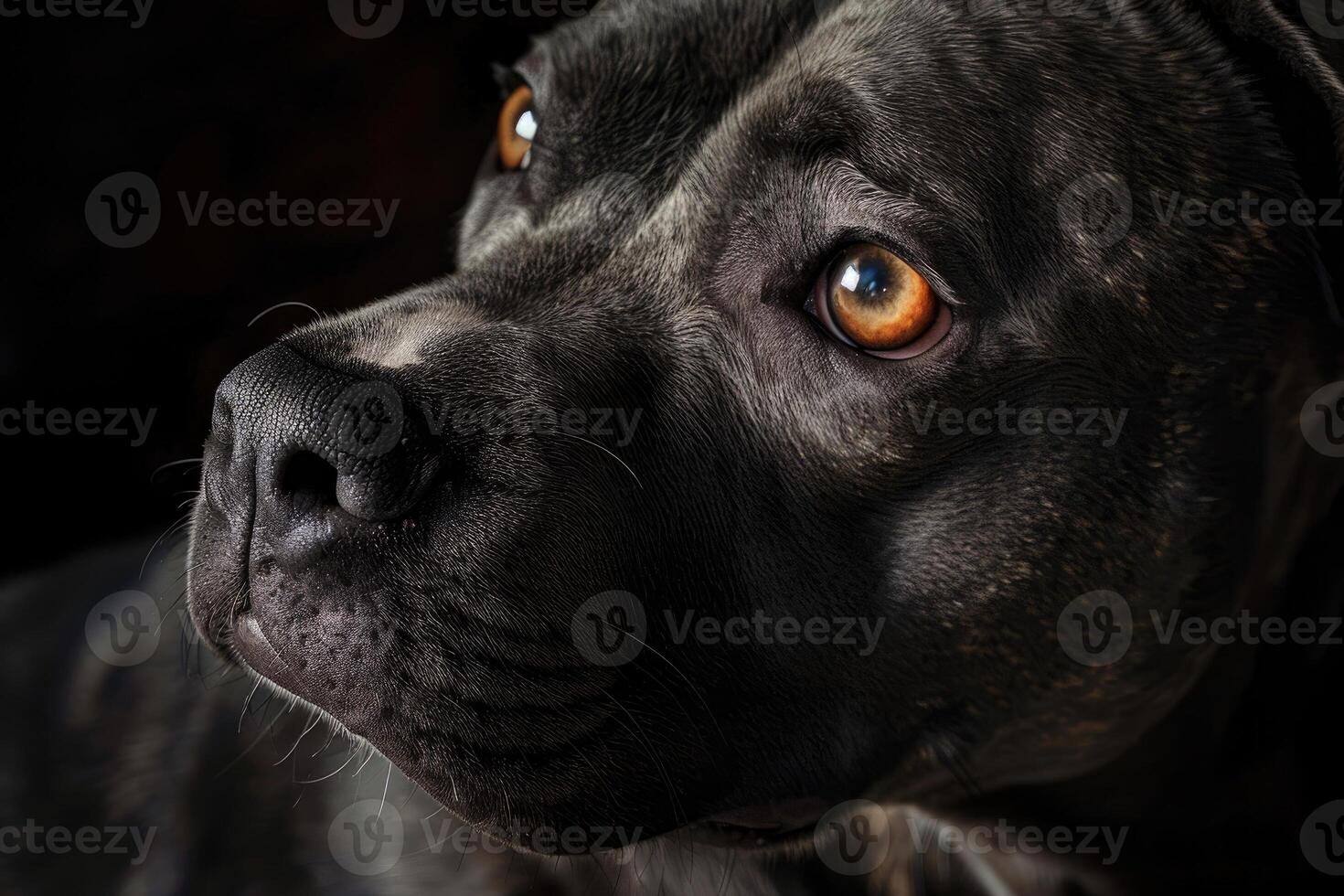 Portrait of a pit bull dog. photo