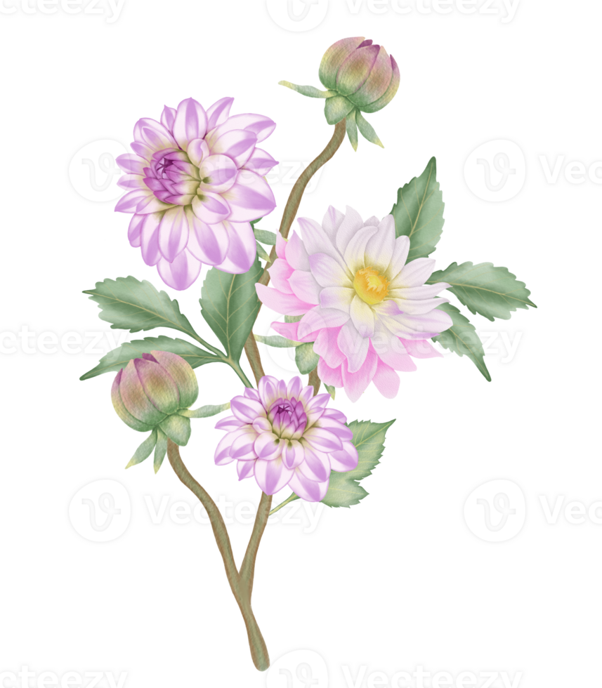 Hand-Drawn Pink Dahlia Blooms - Summer Flower Illustration png
