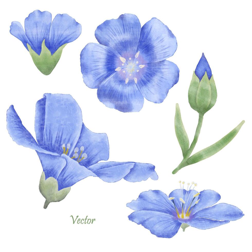 Beautiful Watercolor Flax Flowers - Spring Botanical Design vector