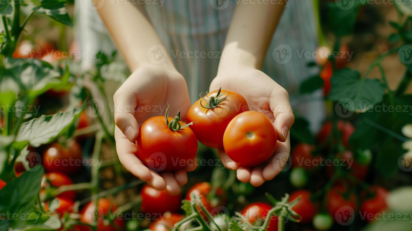 A photo of tomatos in the hands of a girl against the background of beds with vegetables. Generated by artificial intelligence.