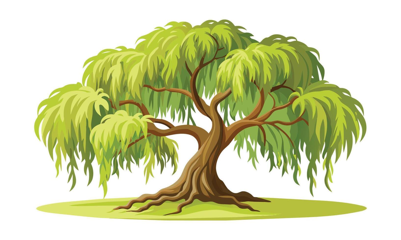 Willow tree isolated flat illustration on white background. vector