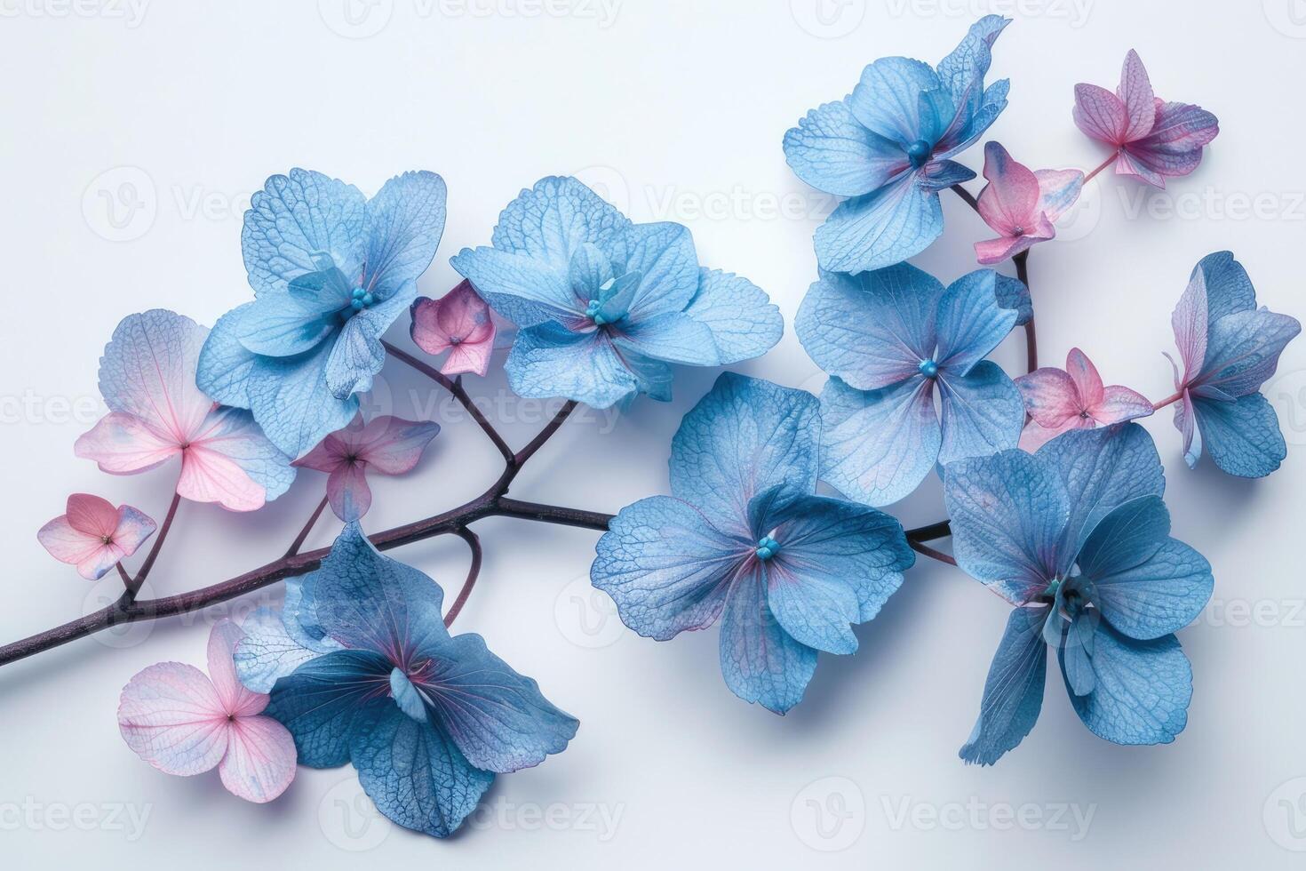 Vibrant blue hydrangea flowers close-up photo