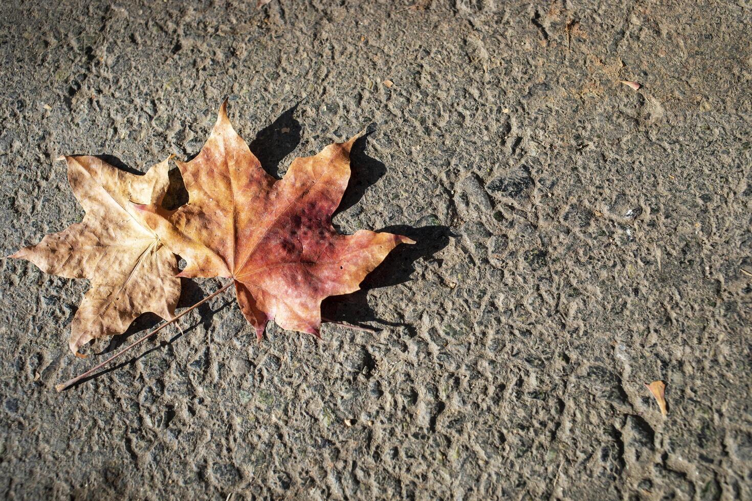 Two fall dry maple leaves on gray asphalt close up. Autumn urban background. Copy space. photo