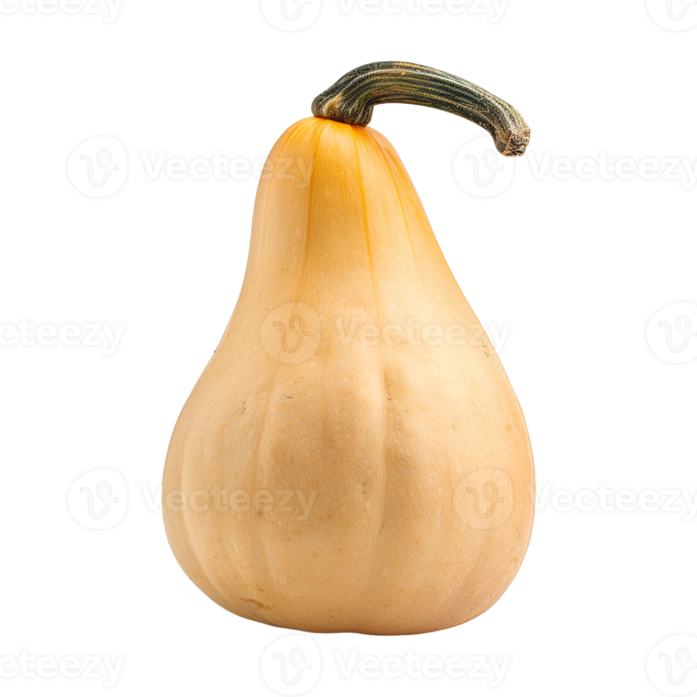 A single squash on a transparent background png