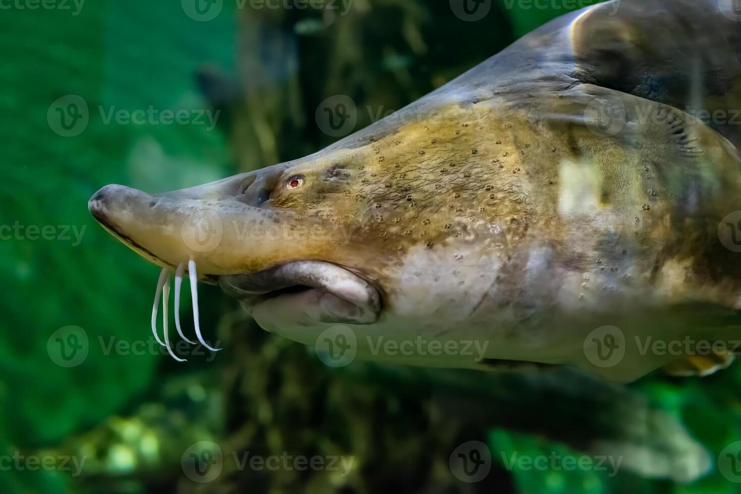The kaluga Huso dauricus, also known as the river beluga close up photo